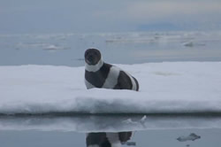 The ring seal faces extinction by the end of the century