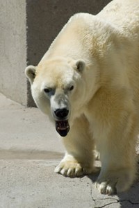 Senator Inhofe's unlikely polar bear expert frustrates polar bears and thinking humans