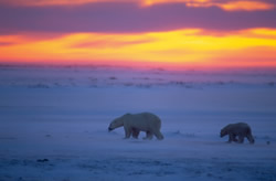 Alaska sues over polar bear listing under Endangered Species Act