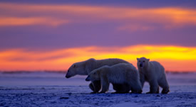 Will listing as endangered really help the polar bear?