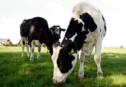 Changing cows' diets helps reduce methane emissions