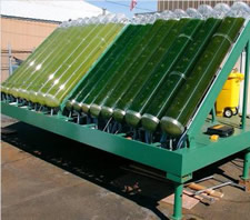 Biodiesel from algae grown with the flue gases from coal-fired power plants