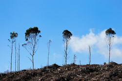 Illeagl logging contributes significantly to globla carbon emissions 