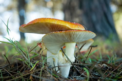 Mushrooms may help mitigate global warming