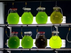 Research into algae as a fuel source continues to progress