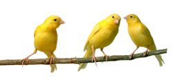 Birds: Canaries in a Coal Mine for Global Warming