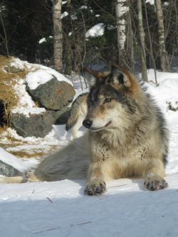 Influential groups like the Alaska Outdoor Council say that wolf populations need culling because subsistence hunters rely on moose and caribou to feed their families. Defenders of Wildlife disagrees, saying that it is Alaska’s small but politically influential commercial hunting interests -- not subsistence hunters -  who want to keep aerial wolf-gunning alive