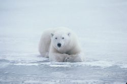 The Center for Biological Diversity predicts that two-thirds of all polar bears -  including all of Alaska’s polar bears - will be extinct by 2050 if current warming trends continue. The bears also face threats from oil and gas exploration, the shipping industry, both legal and illegal hunting, recreational polar-bear watching, and toxic contaminants in their environment and in the fatty tissue of their prey
