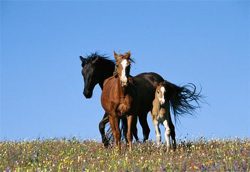 African Horse Disease is spreading, climate change stands as one likely cause