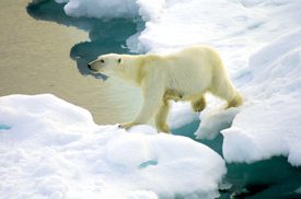 The fate of the polar bear rests with protections under the Endangered Species Act