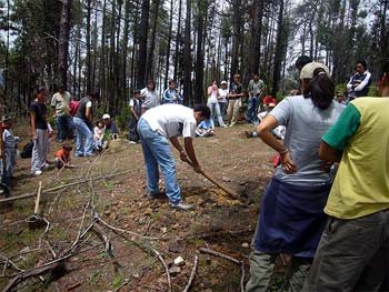 tree planting in Mexico