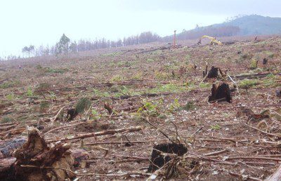 Industrial tree farmers co-opt UN forest management principles