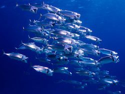 Ocean fisheries will see drastic changes in response to warming oceans
