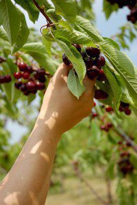 Cherry picking is a favorite activity of climate change deniers 
