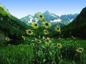 Aspen sunflowers, like the one's pictured here, used to first bloom in mid-May, but are now are doing so in mid-April, a full month earlier. University of Maryland ecologist David Inouye thinks that smaller snow packs in the mountains are melting earlier due to global warming, in turn triggering early blooms