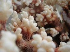 One of the most sudden and rapid coral die-offs occur after abnormally high ocean temperatures off the coast of Indonesia