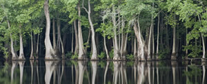 Nature Conservancy offers carbon offsets protecting the Tensas River Basin
